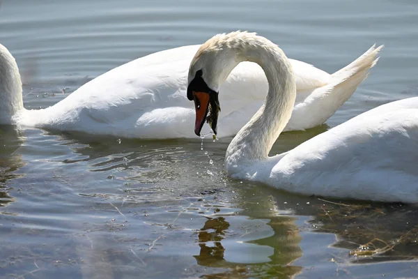 Belos Cisnes Brancos Nadando Superfície Água Lago Dia Verão — Fotografia de Stock