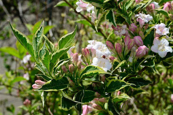 Vackra Blommor Xer Trã Dgã Rden Sommaren Solig Dag — Stockfoto