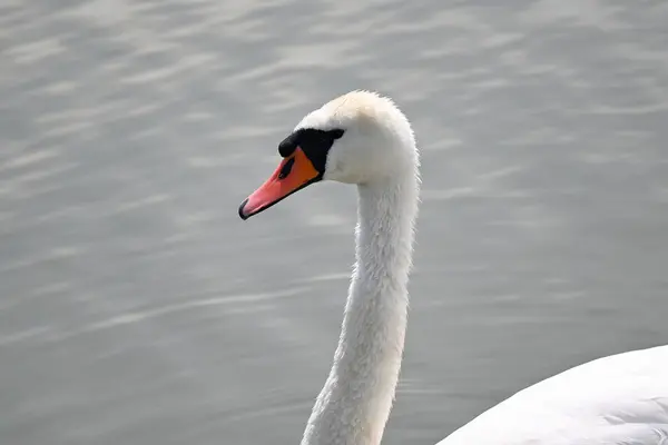 Bellissimo Cigno Bianco Che Nuota Sulla Superficie Dell Acqua Del — Foto Stock