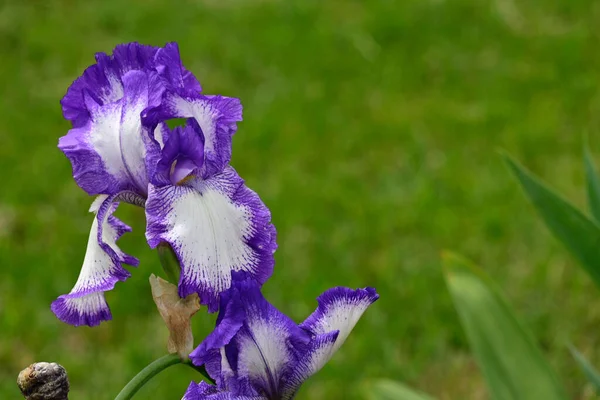 Mooie Irissen Groeien Tuin Zomer Zonnige Dag — Stockfoto