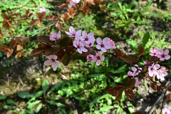 Rami Melo Con Bellissimi Fiori Primo Piano Concetto Primaverile — Foto Stock