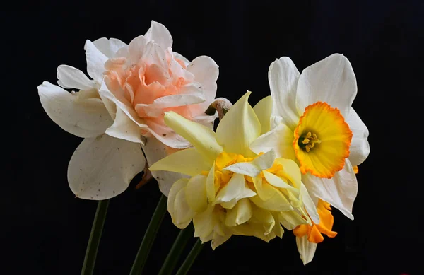 Hermosos Narcisos Sobre Fondo Oscuro Concepto Verano Vista Cercana — Foto de Stock