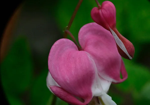 Belles Fleurs Poussant Dans Jardin Journée Ensoleillée Été — Photo