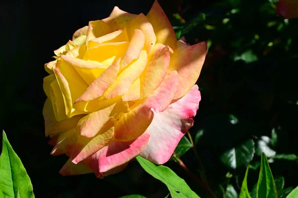 Belle Rose Poussant Dans Jardin Journée Ensoleillée Été — Photo