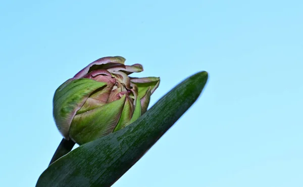 Bonito Tulipa Flor Botão Fundo Céu Conceito Verão Vista Perto — Fotografia de Stock