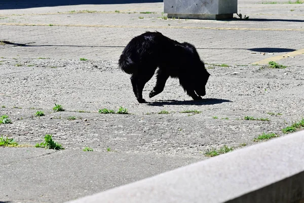 Chien Mignon Amuser Plein Air Jour Été — Photo