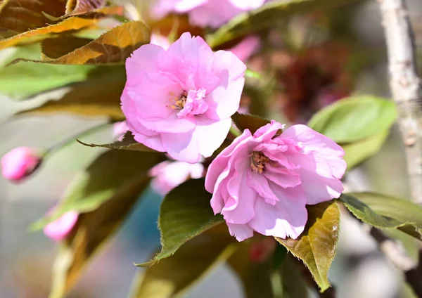 Äppelträd Grenar Med Vackra Blommor Närbild Vårkoncept — Stockfoto