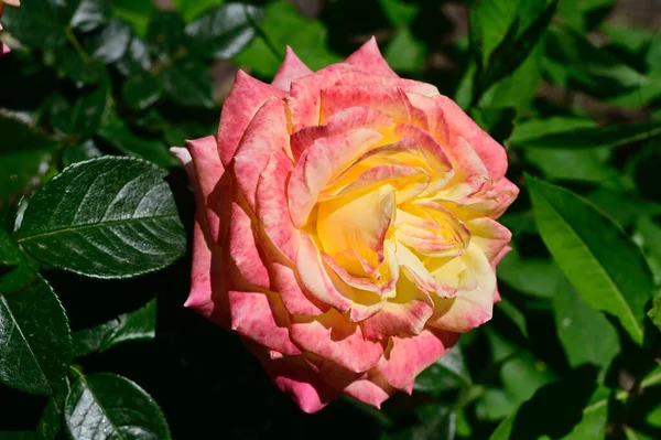 Hermosa Rosa Creciendo Jardín Verano Día Soleado —  Fotos de Stock