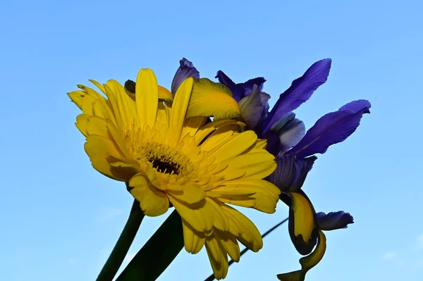 Bright flowers on blue sky background