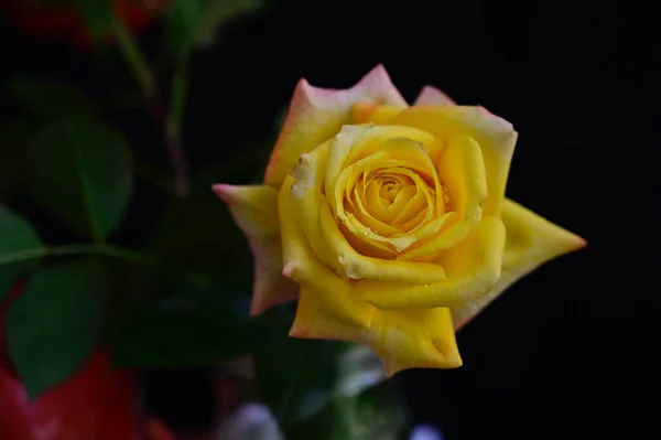 Mooie Roos Groeien Tuin Zomer Zonnige Dag — Stockfoto