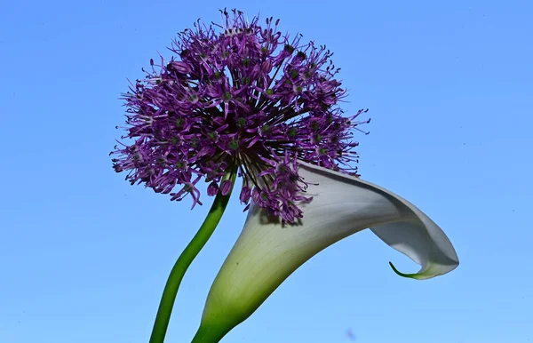Ljusa Blommor Blå Himmel Bakgrund — Stockfoto