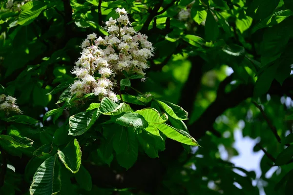 Mooie Bloemen Groeien Tuin Zomer Zonnige Dag — Stockfoto