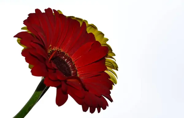 Красиві Квіти Гербери Фоні Неба Літня Концепція Вид Крупним Планом — стокове фото