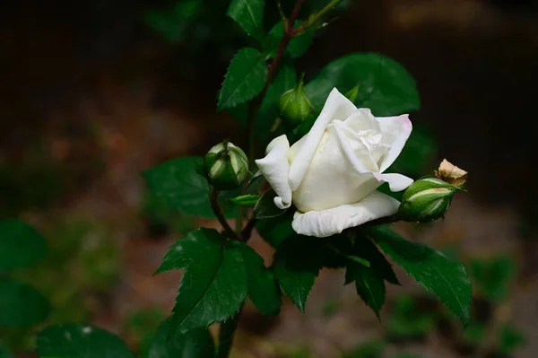 Schöne Rose Wächst Garten Sonnigem Sommertag — Stockfoto