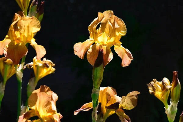 Mooie Irissen Donkere Achtergrond Zomerconcept Close View — Stockfoto