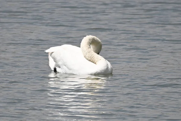 beautiful white swan swimming on lake water surface at summer day