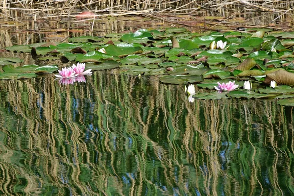 Beaux Lotus Fleurs Poussant Dans Étang Jour Été — Photo