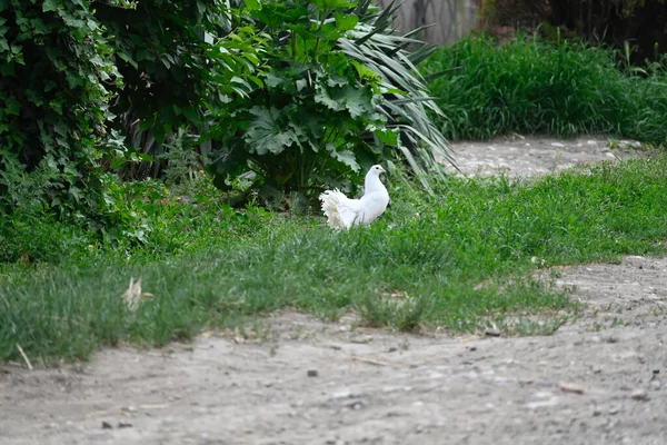 Lindo Palomita Sentado Aire Libre Vista Cercana —  Fotos de Stock