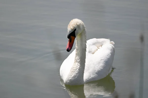 Beau Cygne Blanc Nageant Sur Surface Eau Lac Jour Été — Photo