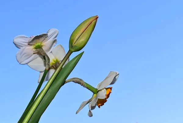 Schöne Narzissenblüten Und Tulpe Auf Himmelshintergrund Sommerkonzept Nahsicht — Stockfoto