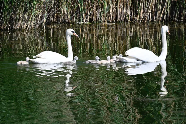 Beautiful White Swans Cubs Swimming Lake Water Surface Summer Day — Stock Photo, Image