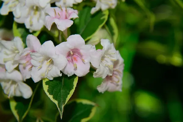 Bellissimi Fiori Che Crescono Giardino Estate Giornata Sole — Foto Stock