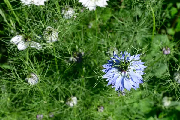 Hermosas Flores Que Crecen Jardín Verano Día Soleado — Foto de Stock