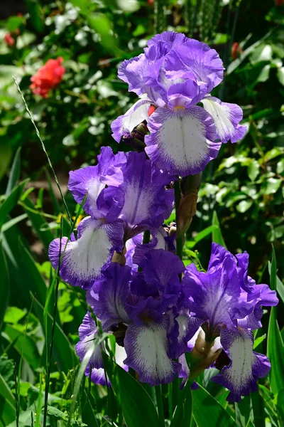 夏の晴れた日に庭で成長する美しい虹彩 — ストック写真