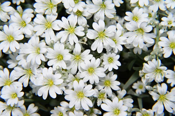 Schöne Kamillen Wachsen Garten Sonnigen Sommertagen — Stockfoto