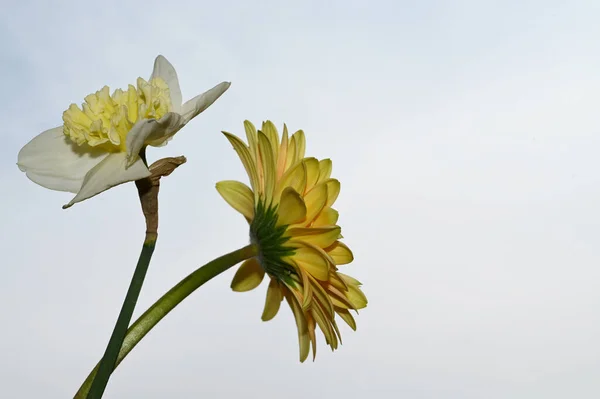 青空に色とりどりの花が咲く背景 — ストック写真