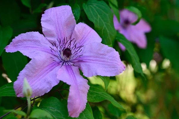 Mooie Clematis Groeien Tuin Zomer Zonnige Dag — Stockfoto