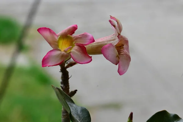 Schöne Blumen Garten — Stockfoto