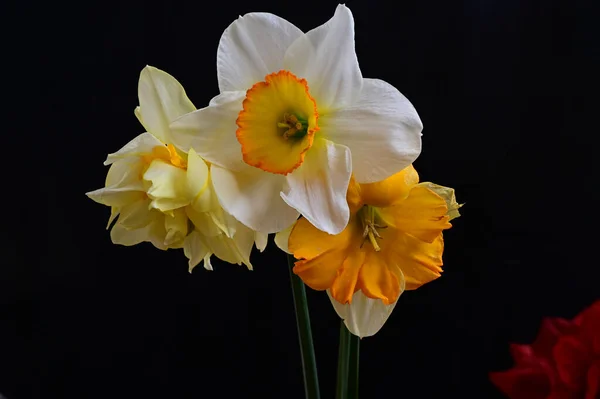 Hermosos Narcisos Sobre Fondo Oscuro Concepto Verano Vista Cercana —  Fotos de Stock