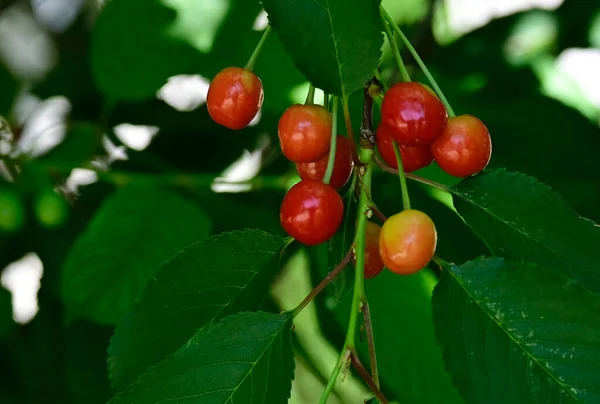 Tree Ripe Cherries Growing Outdoor Summer Concept Close View — Stock Photo, Image