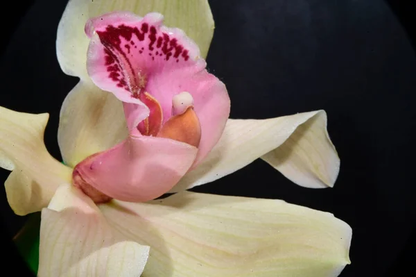 Mooie Orchidee Bloem Donkere Achtergrond Zomer Concept Close View — Stockfoto