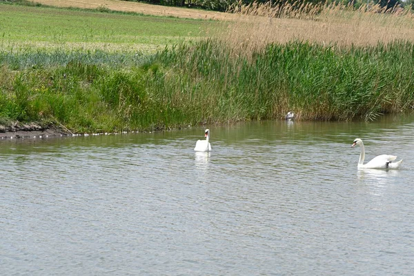 Schöne Weiße Schwäne Die Sommertagen Auf Der Wasseroberfläche Des Sees — Stockfoto