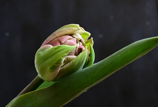 Bellissimo Fiore Tulipano Sfondo Scuro Concetto Estivo Vista Vicino — Foto Stock
