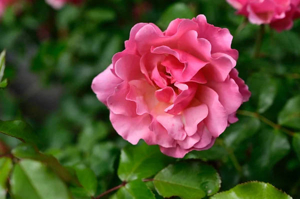 Красива Троянда Росте Саду Літній Сонячний День — стокове фото