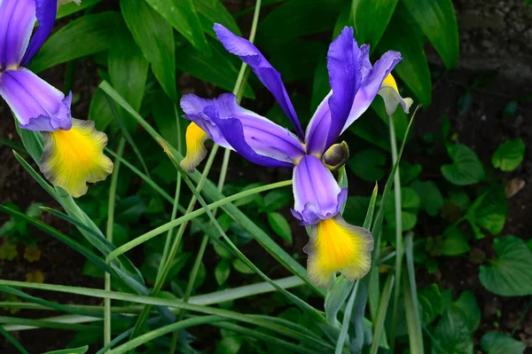 夏の晴れた日に庭で成長する美しい虹彩 — ストック写真