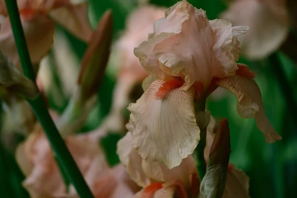 Beautiful Irises Growing Garden Summer Sunny Day — Stock Photo, Image