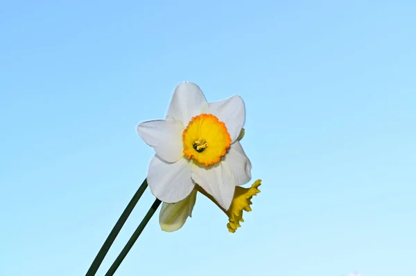 beautiful daffodil flowers on sky background, summer concept, close view