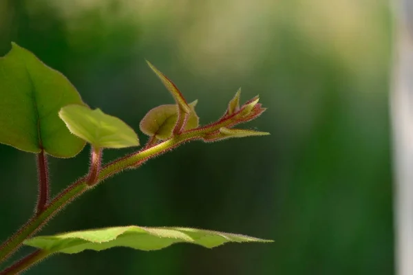 Закрыть Зеленые Листья Растений Саду — стоковое фото