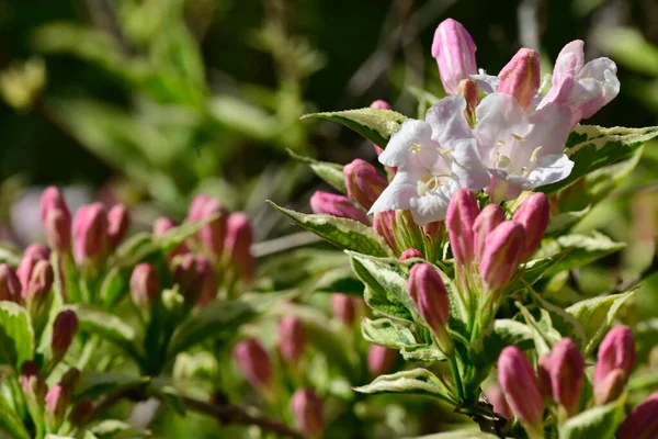 Vackra Blommor Trädgården — Stockfoto