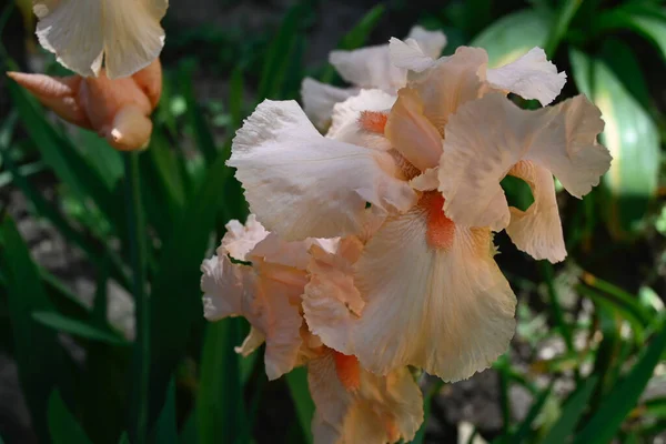 Mooie Irissen Groeien Tuin Zomer Zonnige Dag — Stockfoto