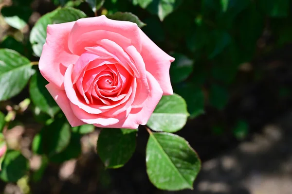 Beautiful Rose Growing Garden Summer Sunny Day — Stock Photo, Image