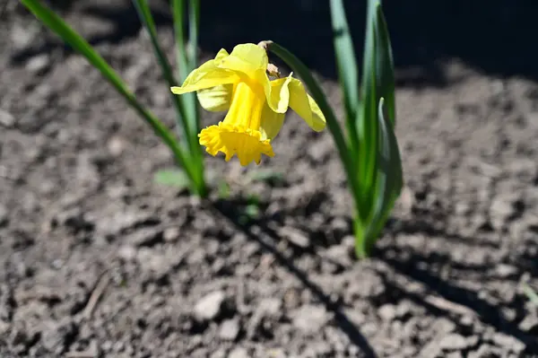 Bellissimo Narciso Che Cresce Giardino Estate Giornata Sole — Foto Stock