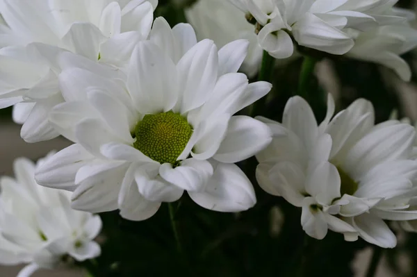 Schöne Blumen Wachsen Garten Sonnigen Sommertag — Stockfoto