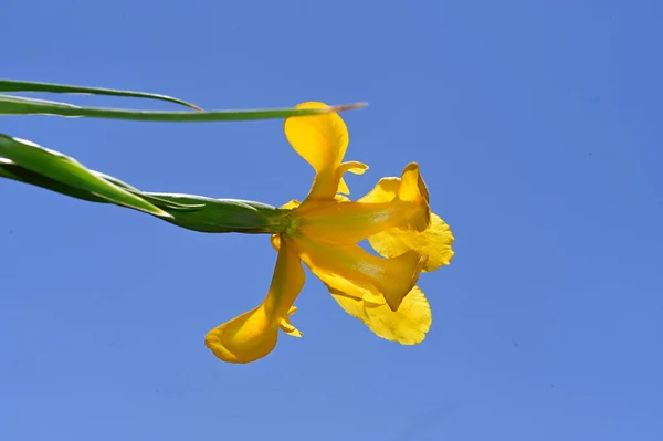 Gyönyörű Nárcisz Virág Égen Háttér Nyári Koncepció Közelről — Stock Fotó