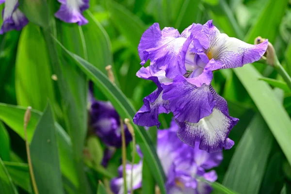 Hermoso Iris Creciendo Jardín Verano Día Soleado — Foto de Stock