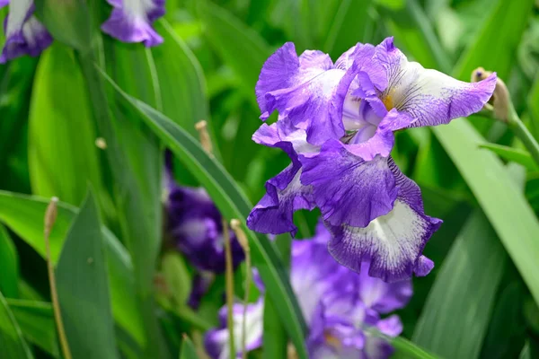 Beaux Iris Poussant Dans Jardin Journée Ensoleillée Été — Photo